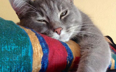 Dormir não dói! Mas será que não dormir DÓI?